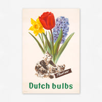 Dutch Bulbs (1950s) Advertising Poster