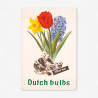 Dutch Bulbs (1950s) Advertising Poster *