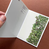 Browns: Half-cards [Postcards]